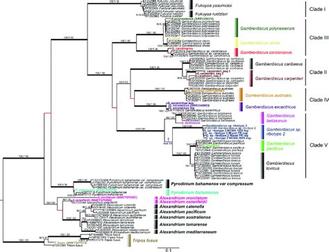 Phylogenetic Tree Of Gambierdiscus Using The Large Ribosomal Subunit