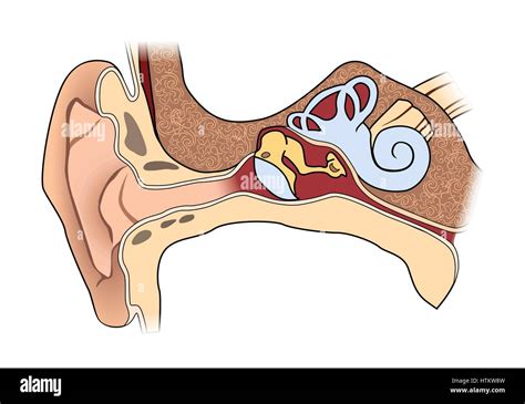 Anatomía del oído humano medical signo de estructura del oído Imagen