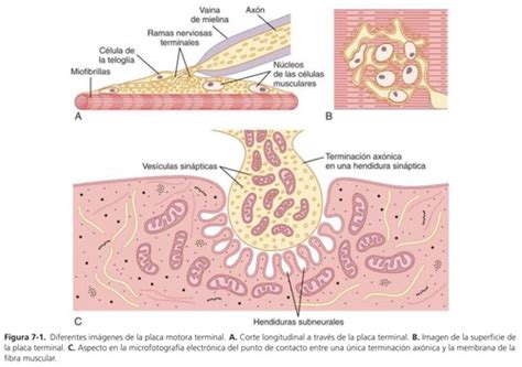 Excitación del músculo esquelético transmisión neuromuscular y