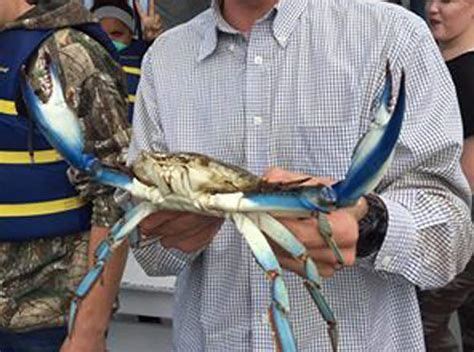 Largest Blue Crab Ever Caught Aol Image Search Results