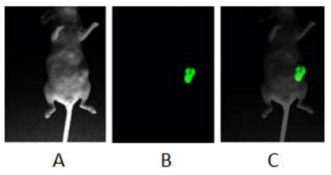 Fluorescent Imaging Of Orthotopic Pancreatic Tumor Balb C Nude Mouse