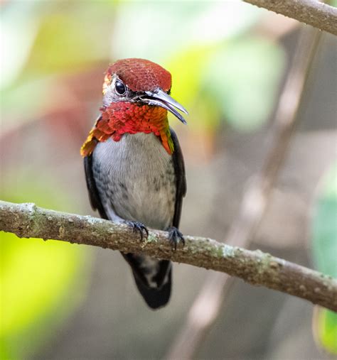 The Bee Hummingbird A Rare Cuban Jewel Owen Deutsch Photography