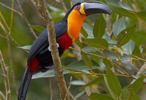 Beautiful Creatures - 10 Rare Toucan Species