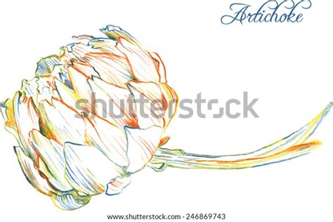 Artichoke Drawing By Colored Pencils Hand Stock Vector Royalty Free 246869743 Shutterstock