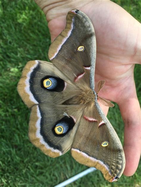 Male Polyphemus Moth That Just Emerged From Its Cocoon That Afternoon