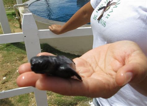 Projeto Tamar uma iniciativa de preservação Chicas Lokas na Estrada