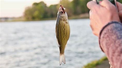 This Is The Best Way To Catch Fish With A Worm And Bobber Backcountry