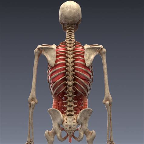 Animated Internal Organs Skeleton Human Body Organs Anatomy Human