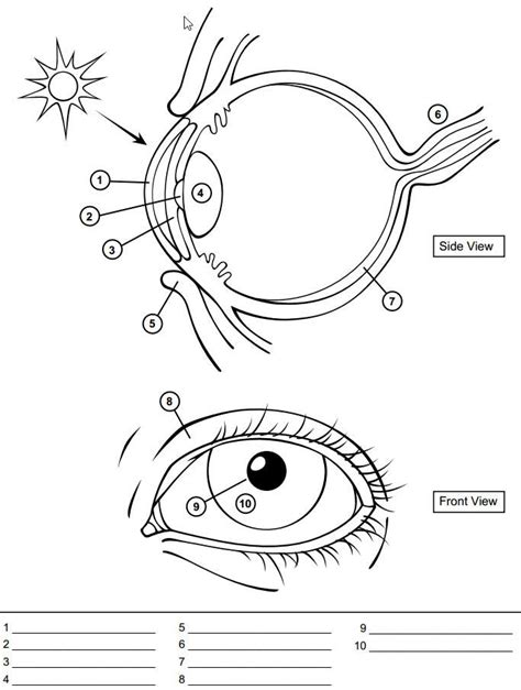 Human Eye Worksheets