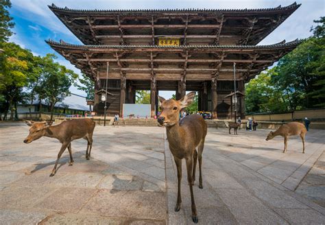 devious deer  nara japan travel caffeine