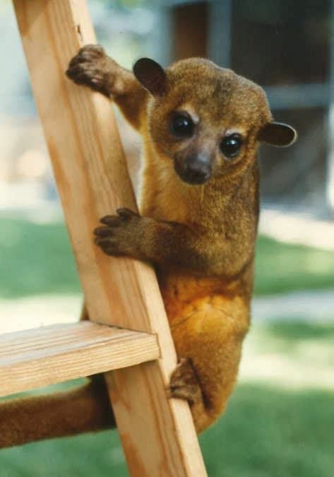 Kinkajou Facts About All