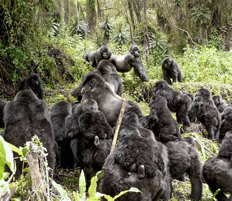 5TF: 5 Things About Gorilla Social Groups - Dian Fossey Gorilla Fund