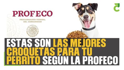 La Profeco Analizó 41 Marcas De Alimentos Para Perros Disponibles En El