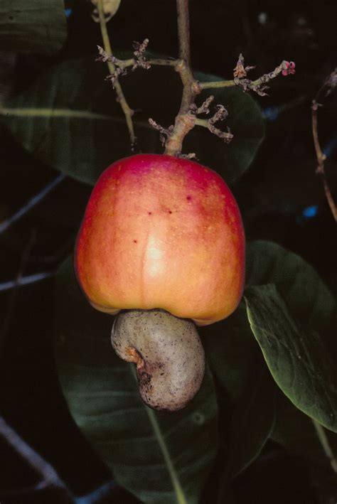 How To Grow Cashews Indoors Hunker