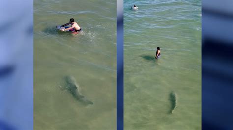 Video Drone Captures Shark Stealthily Swimming Near People In Florida