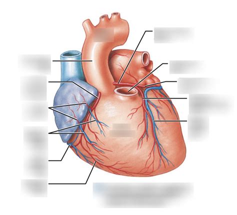 Coronary Circulation Pt Diagram Quizlet