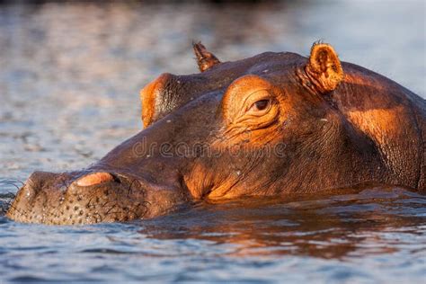 Portreta Hipopotam Hipopotamowy Amphibius Chobe Namibia Obraz Stock