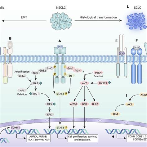 EGFR Independent Mechanisms Of Resistance To Third Generation EGFR TKIs