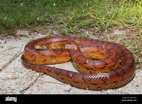 Red Corn Snake Pantherophis Guttatus Stock Photo Alamy