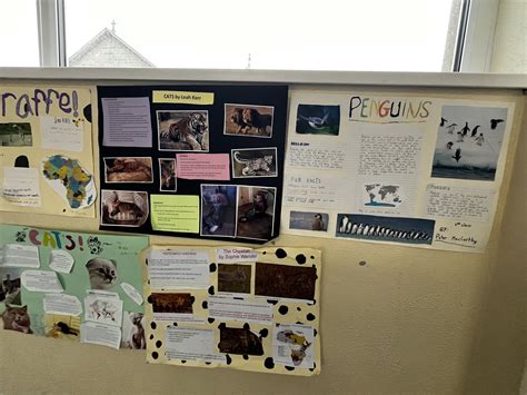 Animal Projects | Scoil San Treasa