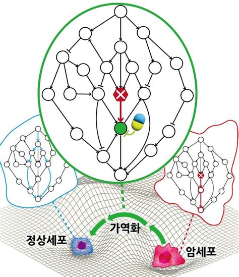 국내연구진 암세포→정상세포로 되돌리는 원리 최초 규명