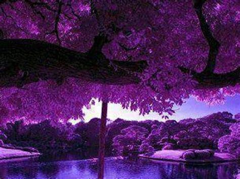 Purple Zen Wallpapers - Top Free Purple Zen Backgrounds - WallpaperAccess