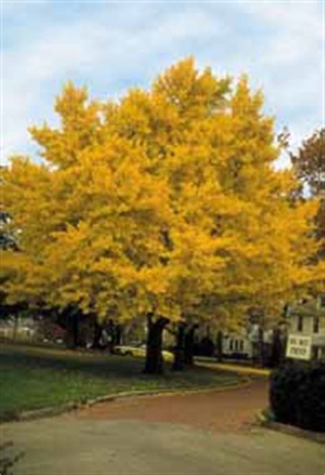 Ginkgo Biloba Tree: Pictures, Images, Photos on Ginkgo Biloba Trees