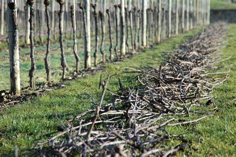 Vite Ecco Come Recuperare Gli Scarti Di Potatura Agrimeccanica