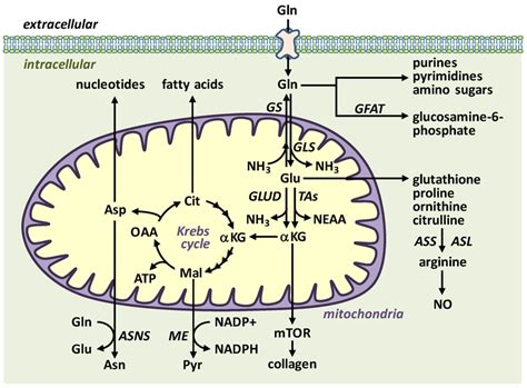 Overview Of L Glutamine Gln Transport And Metabolism Gln Is Download Scientific Diagram