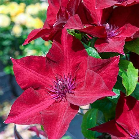 Nubia Clematis Largeflowered Type Spring Hill Nurseries In 2021