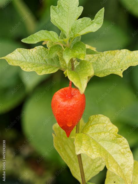 Physalis Alkekengi Gros Plan Sur Calice Rouge Orang D Alk Kenge Ou