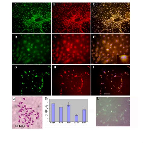 Mapc Derived From Sorted Gfp Positive Bm Mononuclear Cells Were