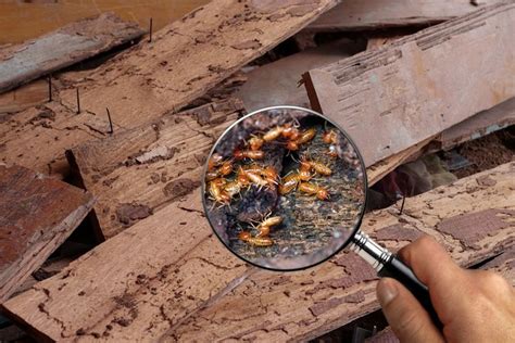 Foto Cara Membasmi Rayap Di Rumah Pakai Garam Mudah Dilakukan