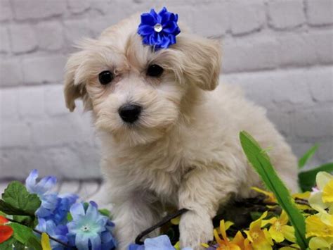 Maltipoo Puppies Petland Wichita Kansas