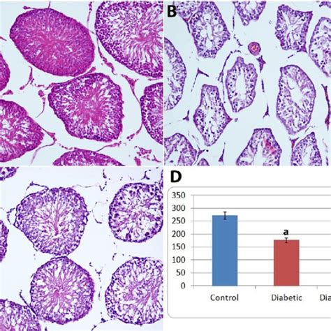 Testicular Histological Results A Control Group Normal Seminiferous