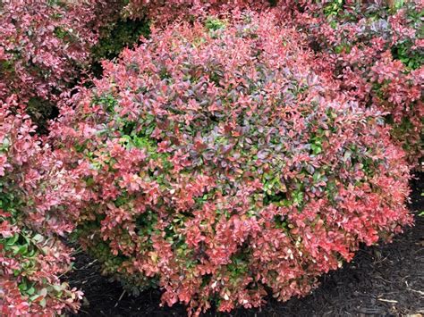 Buy Crimson Pygmy Barberry Plants Online Stadler Nurseries