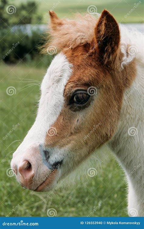 Head of young pony stock photo. Image of young, domestic - 126553940