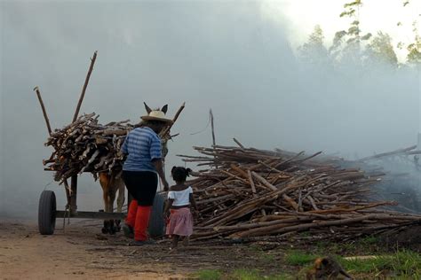 9 5 milhões de crianças param de trabalhar na América Latina Jornal Joca