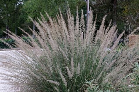 Learn About Muhlenbergia Rigens Deer Grass Perennial Encyclopedia By Plant Delights Nursery