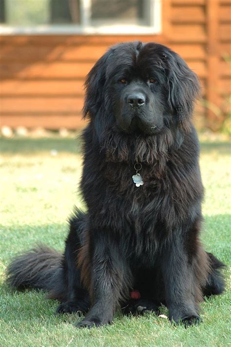 Newfoundland dog - Simple English Wikipedia, the free encyclopedia