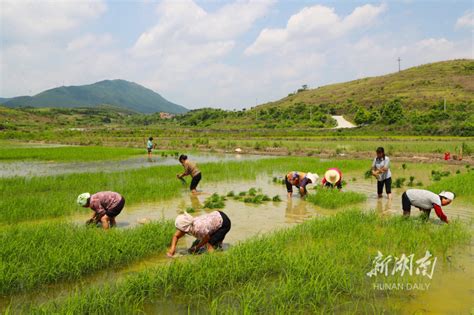 初夏插秧忙 资讯 新湖南