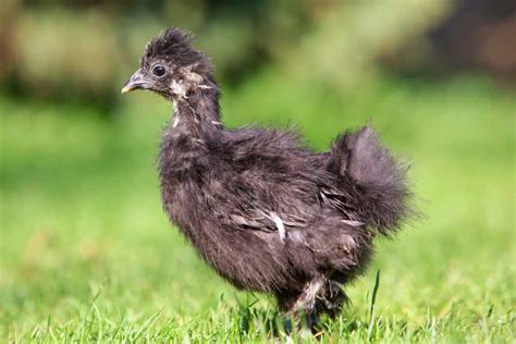 Black Silkie Chicken Breed Profile Facts And Pictures