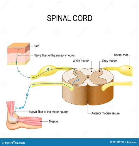 Spinal Cord Reflex Arc Neural Pathway Stock Illustration