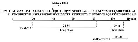 Ijms Free Full Text The Double Edged Sword Of Beta2 Microglobulin