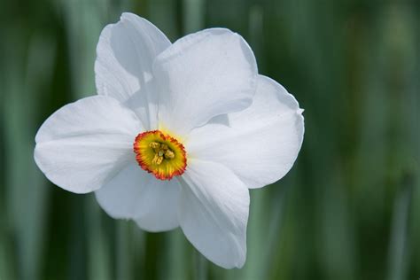 wallpaper daffodil, flower, white HD : Widescreen : High Definition ...