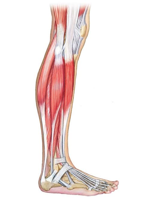 Extrinsic Muscles That Move the Foot and Toes, Lateral View Diagram | Quizlet