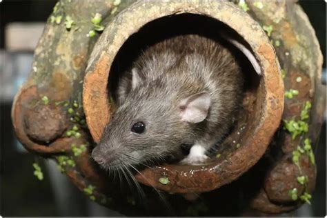 "Rats in Sewers: Understanding the Impact of Urban Rodents and How to Control Their Populations"