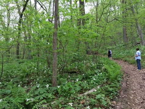 Beautiful hiking trails at Mississippi Palisades. | State parks, Hiking ...