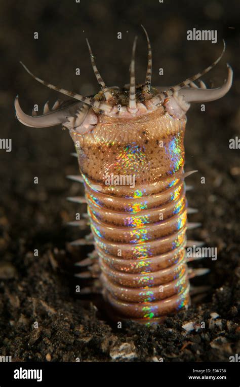 Bobbit worms hi-res stock photography and images - Alamy