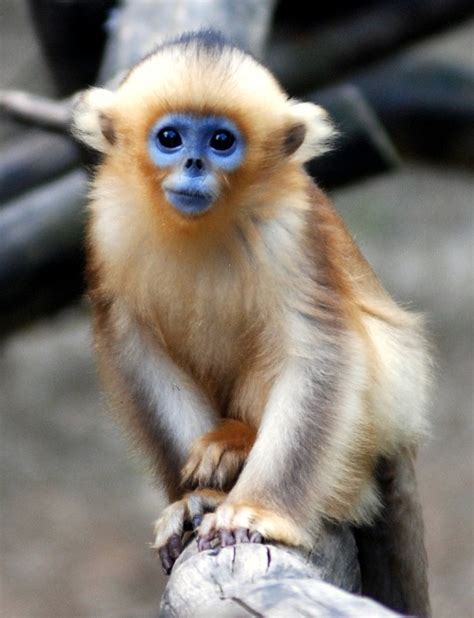 Baby Snub Nosed Monkey Steps Out At Everland Zoo